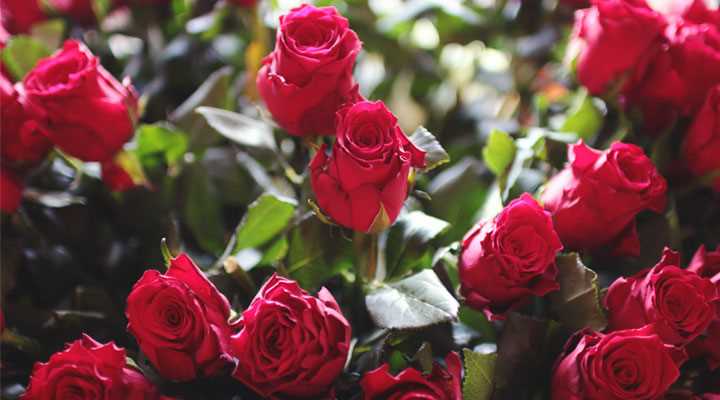 Co oznacza 5 czerwonych róż - Symbolika i znaczenie