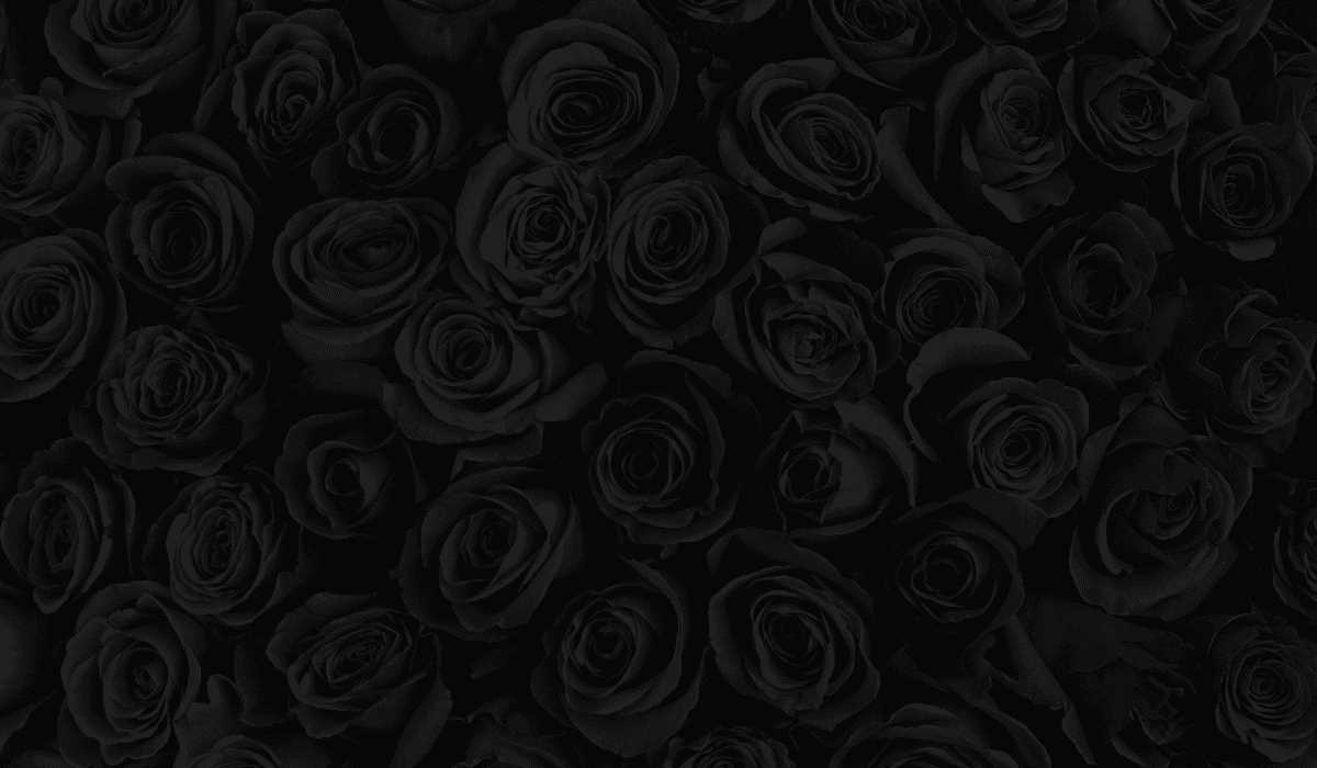 Czarna róża znaczenie - tajemnice i symbolika czarnej róży Czarna róża znaczenie - tajemnice i symbolika czarnej róży