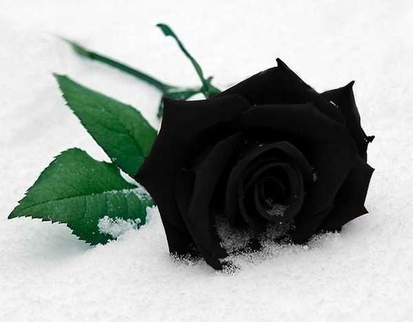 Czarna róża znaczenie - tajemnice i symbolika czarnej róży | Nasza strona 3 Ciemna strona czarnej róży