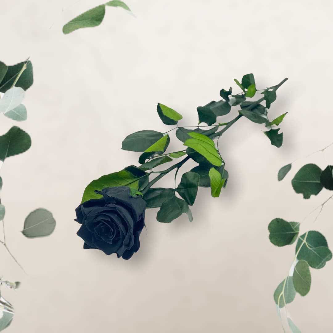 Czarna róża znaczenie - tajemnice i symbolika czarnej róży | Nasza strona 4 Symbolika czarnej róży