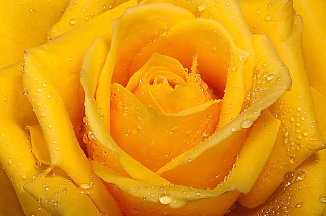 Żółta róża - co oznacza? Dowiedz się więcej!