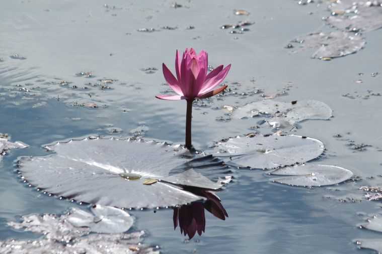 Znaczenie kwiatu lotosu - symbolika i interpretacja | Blog