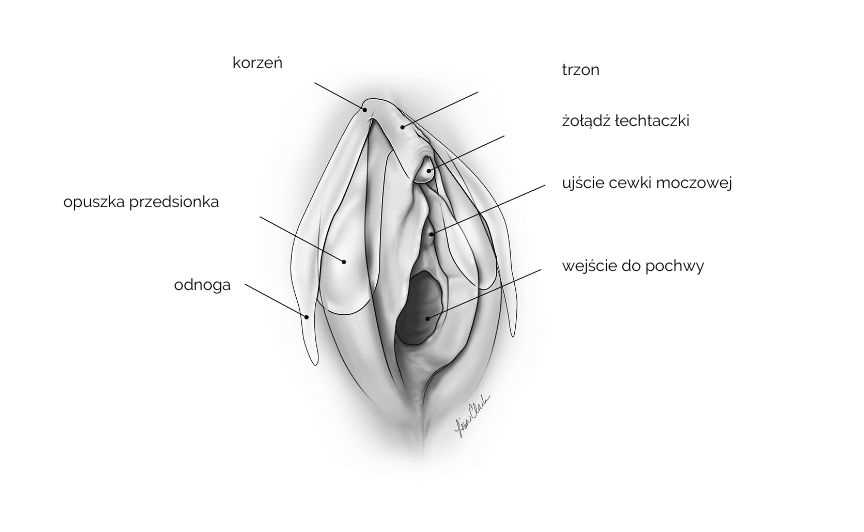 a) Anatomia łechtaczki