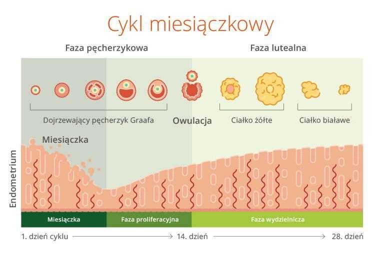 Wskazówki i porady