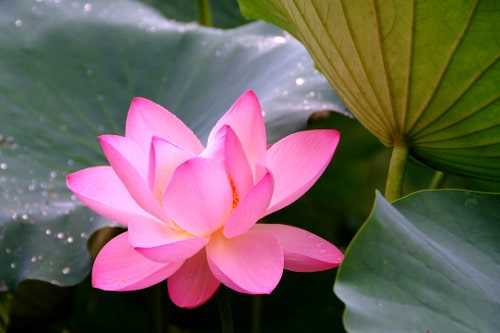 Kwiat lotosu jako symbol duchowości