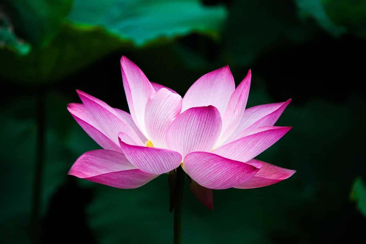 Kwiat lotosu jako symbol czystości