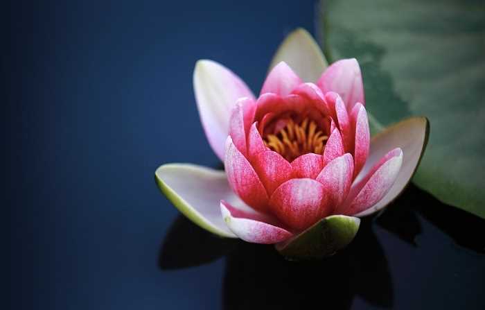 Kwiat lotosu w psychologii i terapii
