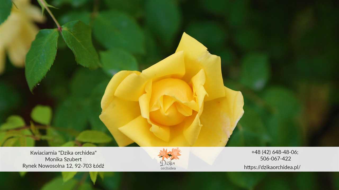 Jakie jest znaczenie żółtej róży?